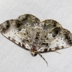 Rhuma subaurata (A Geometer moth) at Higgins, ACT - 16 Jan 2023 by AlisonMilton