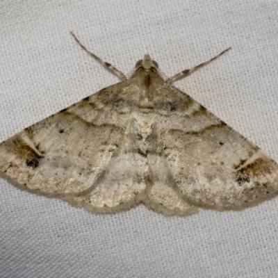 Syneora hemeropa (Ring-tipped Bark Moth) at Higgins, ACT - 17 Jan 2023 by AlisonMilton