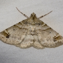 Syneora hemeropa (Ring-tipped Bark Moth) at Higgins, ACT - 16 Jan 2023 by AlisonMilton