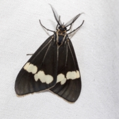 Nyctemera amicus (Senecio Moth, Magpie Moth, Cineraria Moth) at Higgins, ACT - 17 Jan 2023 by AlisonMilton