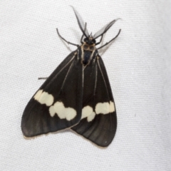 Nyctemera amicus (Senecio or Magpie moth) at Higgins, ACT - 16 Jan 2023 by AlisonMilton