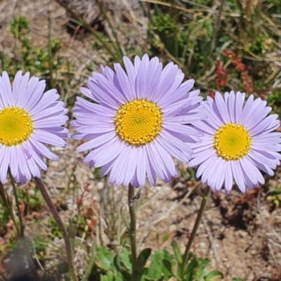 Brachyscome spathulata (Coarse Daisy, Spoon-leaved Daisy) at Jagungal Wilderness, NSW - 12 Jan 2023 by Philip