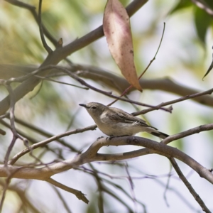 Gerygone fusca at Holt, ACT - 21 Jan 2023 10:40 AM