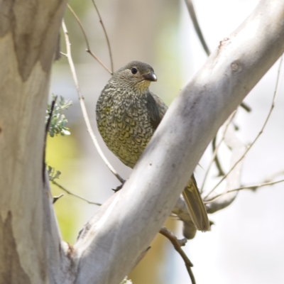 Ptilonorhynchus violaceus (Satin Bowerbird) at Coree, ACT - 21 Jan 2023 by Trevor