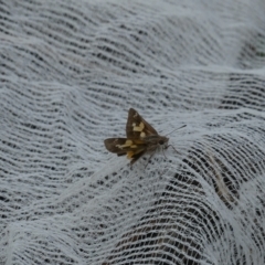 Trapezites phigalioides (Montane Ochre) at QPRC LGA - 16 Jan 2023 by arjay