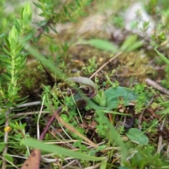 Chiloglottis cornuta (Green Bird Orchid) at Kosciuszko National Park - 22 Jan 2023 by Rebeccajgee