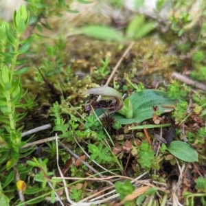 Chiloglottis cornuta at Kosciuszko National Park, NSW - suppressed