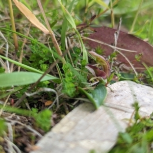 Chiloglottis cornuta at Kosciuszko National Park, NSW - suppressed