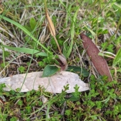 Chiloglottis cornuta at Kosciuszko National Park, NSW - suppressed