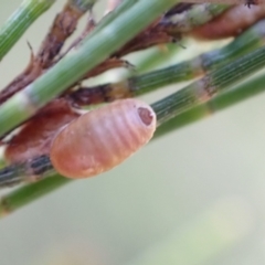 Eriococcidae sp. (family) at Murrumbateman, NSW - 7 Jan 2023 by SimoneC