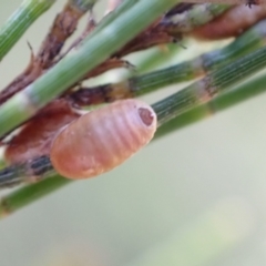 Coccidae sp. (family) at Murrumbateman, NSW - 7 Jan 2023 by SimoneC