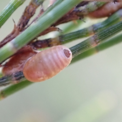 Eriococcidae sp. (family) at Murrumbateman, NSW - 7 Jan 2023 by SimoneC