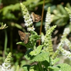 Dispar compacta (Barred Skipper) at Mongarlowe River - 5 Mar 2021 by arjay