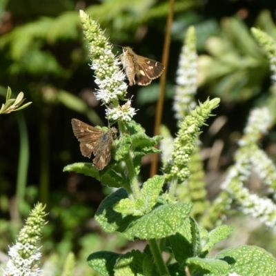 Dispar compacta (Barred Skipper) at Charleys Forest, NSW - 5 Mar 2021 by arjay