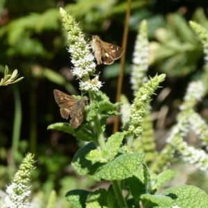 Dispar compacta at Charleys Forest, NSW - 5 Mar 2021