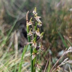 Paraprasophyllum tadgellianum at Kosciuszko National Park, NSW - 22 Jan 2023