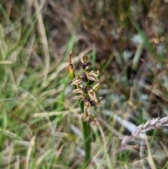 Prasophyllum tadgellianum at Kosciuszko National Park, NSW - 22 Jan 2023