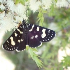 Phalaenoides tristifica (Willow-herb Day-moth) at Murrumbateman, NSW - 19 Jan 2023 by SimoneC