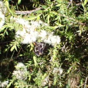 Phalaenoides tristifica at Murrumbateman, NSW - 19 Jan 2023