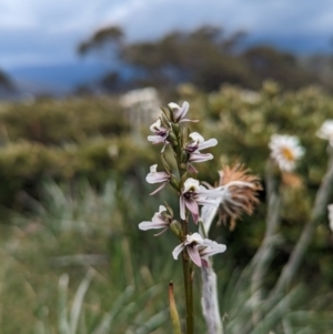 Prasophyllum alpestre at Thredbo, NSW - 22 Jan 2023