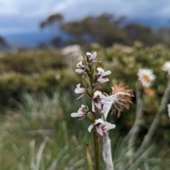 Prasophyllum alpestre (Mauve leek orchid) at Thredbo, NSW - 22 Jan 2023 by Rebeccajgee