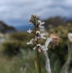 Prasophyllum alpestre at Thredbo, NSW - 22 Jan 2023