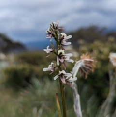 Paraprasophyllum alpestre at Thredbo, NSW - suppressed