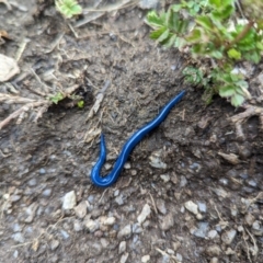 Caenoplana coerulea (Blue Planarian, Blue Garden Flatworm) at Kosciuszko National Park - 22 Jan 2023 by Rebeccajgee