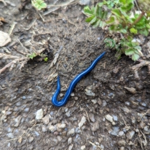 Caenoplana coerulea at Thredbo, NSW - 22 Jan 2023 01:59 PM