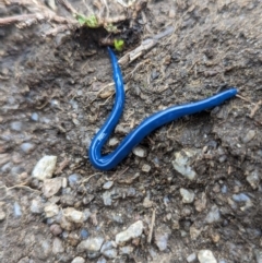 Caenoplana coerulea at Thredbo, NSW - 22 Jan 2023 01:59 PM