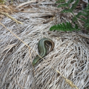 Pseudemoia pagenstecheri at Thredbo, NSW - 22 Jan 2023 03:12 PM