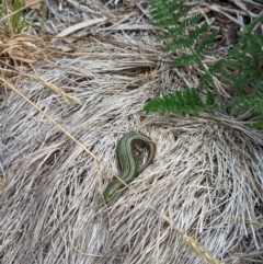Pseudemoia pagenstecheri at Thredbo, NSW - 22 Jan 2023