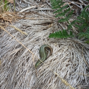 Pseudemoia pagenstecheri at Thredbo, NSW - 22 Jan 2023 03:12 PM