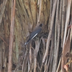 Artamus cyanopterus cyanopterus (Dusky Woodswallow) at Cotter River, ACT - 21 Jan 2023 by RAllen