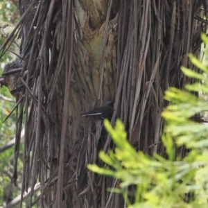 Artamus cyanopterus at suppressed - 21 Jan 2023