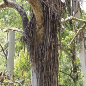 Artamus cyanopterus at suppressed - 21 Jan 2023