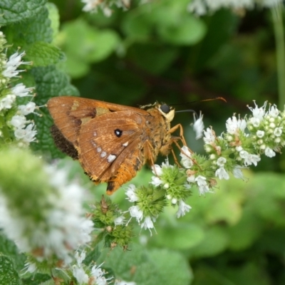 Trapezites symmomus (Splendid Ochre) at QPRC LGA - 22 Feb 2021 by arjay