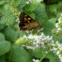 Trapezites symmomus at Charleys Forest, NSW - suppressed