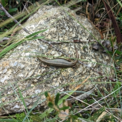 Pseudemoia pagenstecheri (Grassland Tussock-skink) at Kosciuszko National Park - 22 Jan 2023 by Rebeccajgee