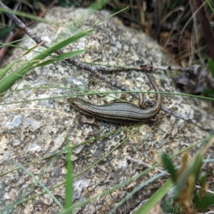 Pseudemoia pagenstecheri at Thredbo, NSW - 22 Jan 2023