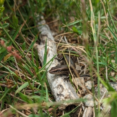 Pseudemoia entrecasteauxii (Woodland Tussock-skink) at Kosciuszko National Park, NSW - 22 Jan 2023 by Rebeccajgee