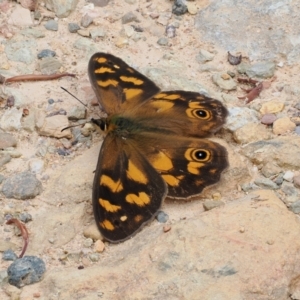 Heteronympha solandri at Cotter River, ACT - 21 Jan 2023 10:28 AM