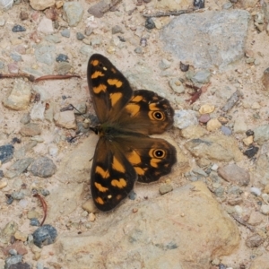 Heteronympha solandri at Cotter River, ACT - 21 Jan 2023 10:28 AM