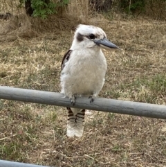 Dacelo novaeguineae at Watson, ACT - 22 Jan 2023 11:32 AM