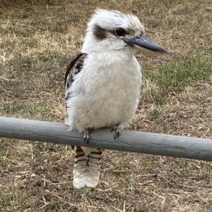 Dacelo novaeguineae at Watson, ACT - 22 Jan 2023 11:32 AM