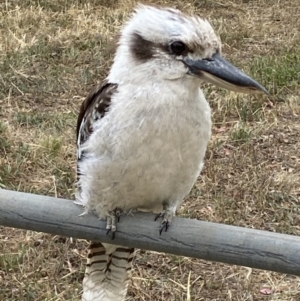 Dacelo novaeguineae at Watson, ACT - 22 Jan 2023 11:32 AM