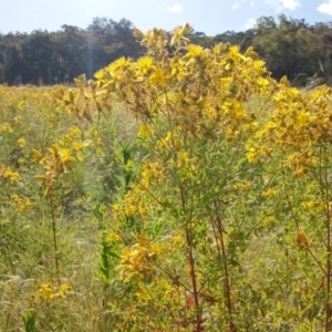 Hypericum perforatum at Garran, ACT - 17 Dec 2022