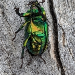 Lamprima aurata (Golden stag beetle) at Pialligo, ACT - 22 Jan 2023 by HelenCross