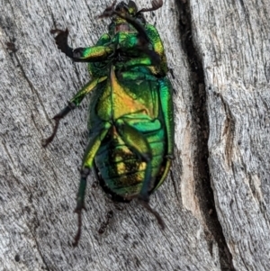 Lamprima aurata at Pialligo, ACT - 22 Jan 2023 10:07 AM