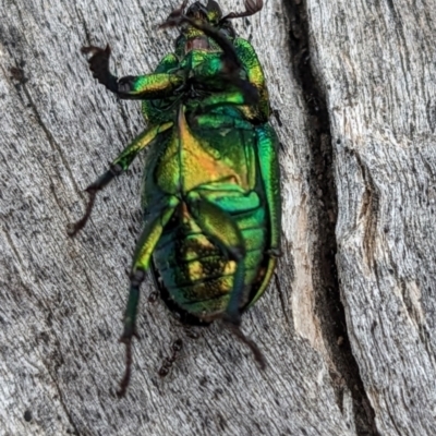 Lamprima aurata (Golden stag beetle) at Mount Ainslie - 21 Jan 2023 by HelenCross